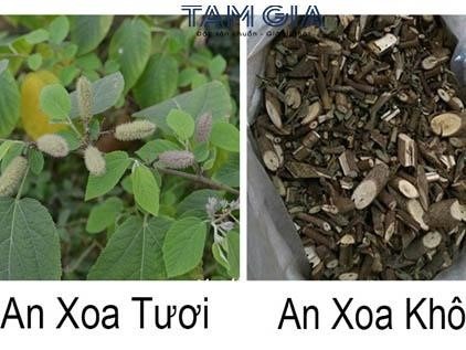 Thông tin về cây an xoa chữa bệnh gan 