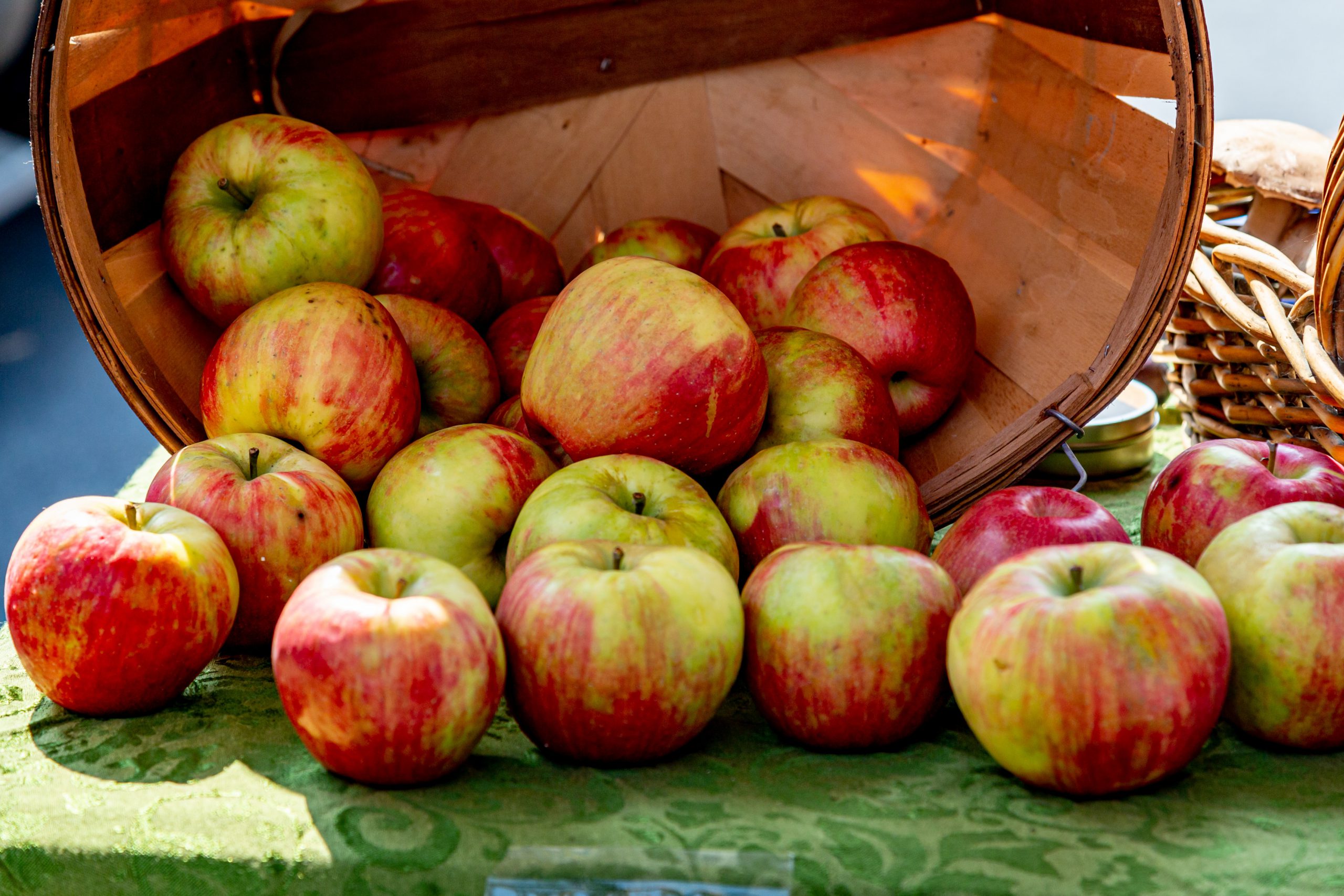 Apples, prebiotic-rich food for gut health