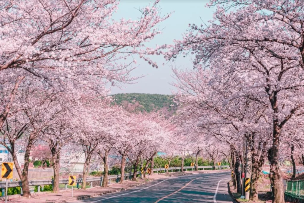 Du lịch Hàn Quốc mùa nào đẹp nhất? 
