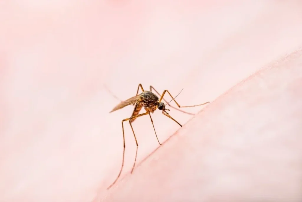 Da tại vùng muỗi đốt có thể biểu hiện dị ứng gây ngứa do độc tố của muỗi.